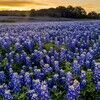 landingfields